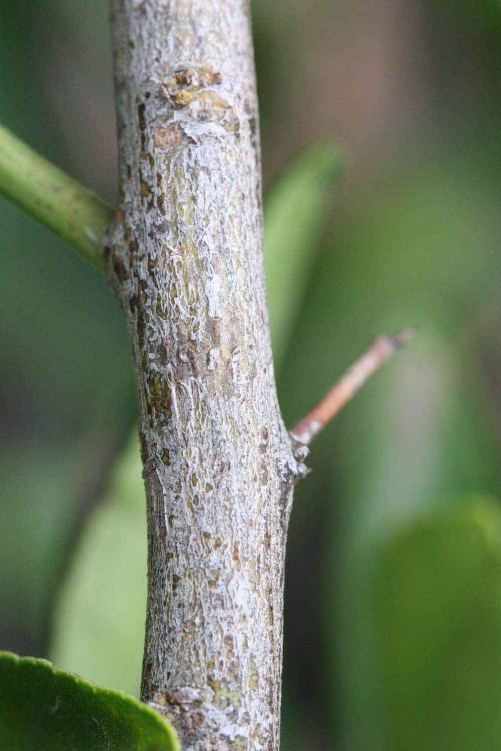              Second - third year twig (Riverside, CA)       